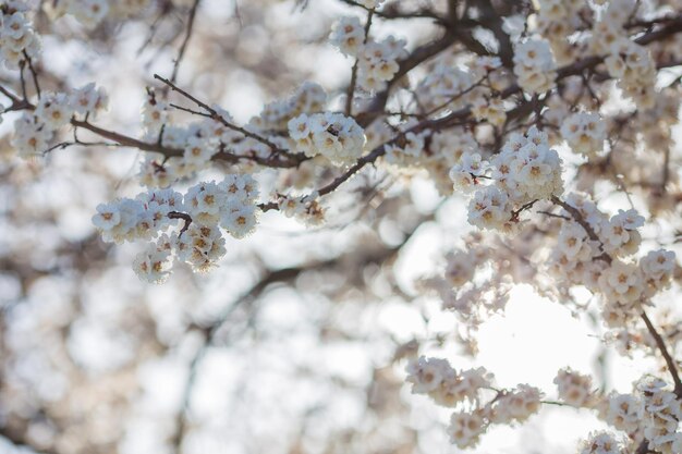 Belles fleurs blanches d'abricot