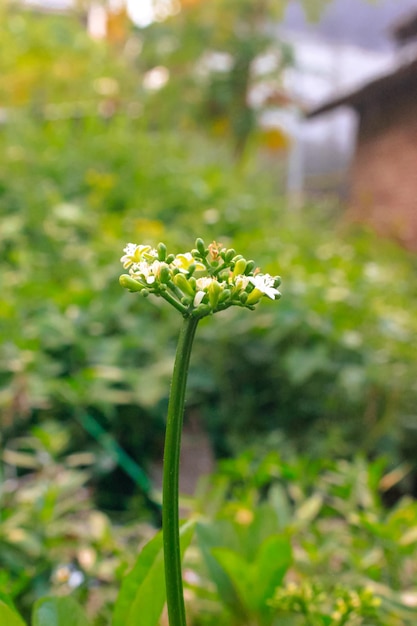 Belles fleurs blanches de Cnidoscolus aconitifolius