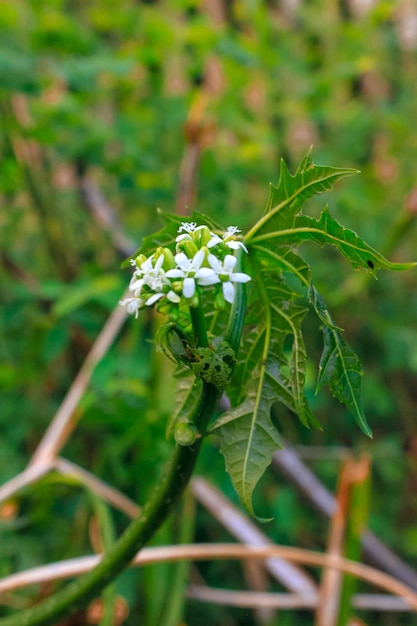 Belles fleurs blanches de Cnidoscolus aconitifolius