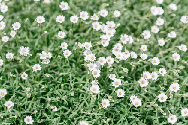 Belles fleurs blanches contre les plantes vertes dans le jardin de printemps.