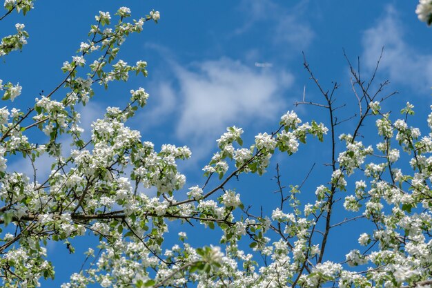 Belles fleurs blanches dans l'arbre qui fleurit au début du printemps, arrière-plan flou. photo de haute qualité