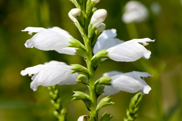 Belles fleurs blanches dans le jardin au printemps, fleurs blanches au printemps