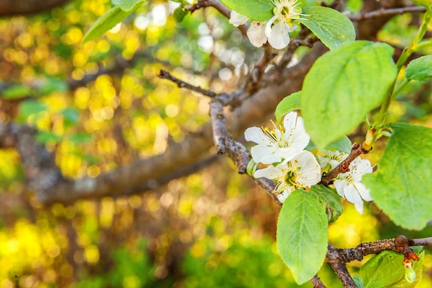 Belles fleurs blanches dans le jardin ou le parc au printemps