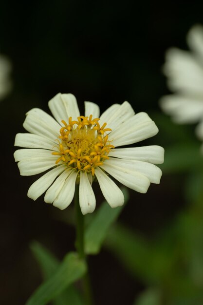 De belles fleurs blanches dans la nature