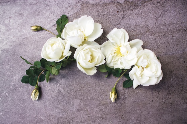 Belles fleurs blanches avec espace de copie. Composition florale décorative. Gros plan de roses blanches