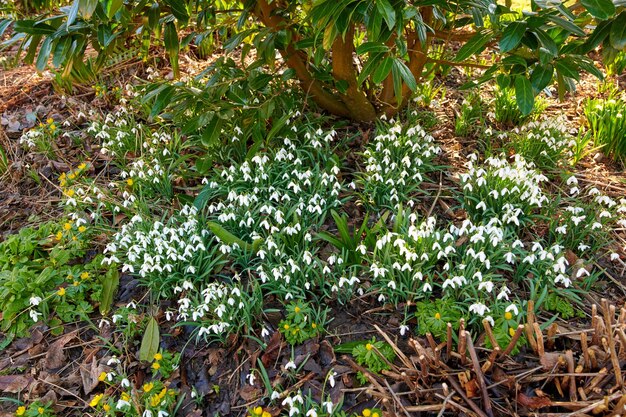 Belles fleurs blanches fraîches poussant dans la nature verdoyante par une journée ensoleillée Harmonie de beauté et zen relaxant dans un champ de jolis perce-neige un matin tranquille Feuilles de fleurs et de branches dans un parc calme