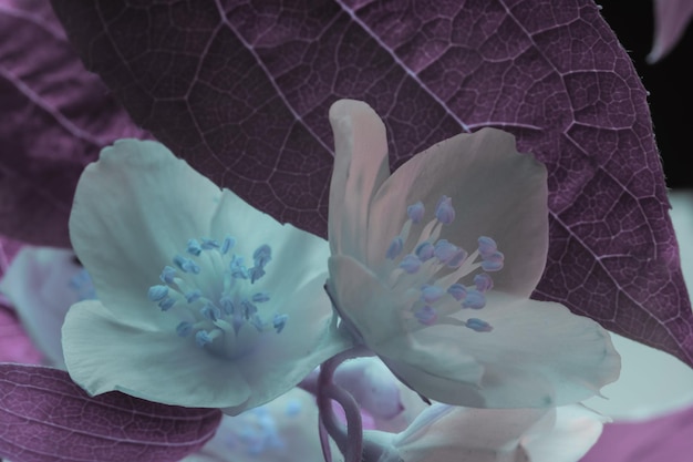De belles fleurs blanches à la lumière du néon Motif d'arrière-plan pour la conception Vue de photographie macro