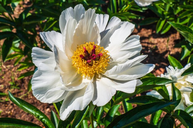 Belles fleurs blanches de Paeonia qui fleurissent dans le jardin