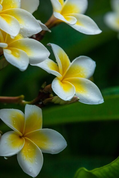 Belles fleurs blanches sur la photo