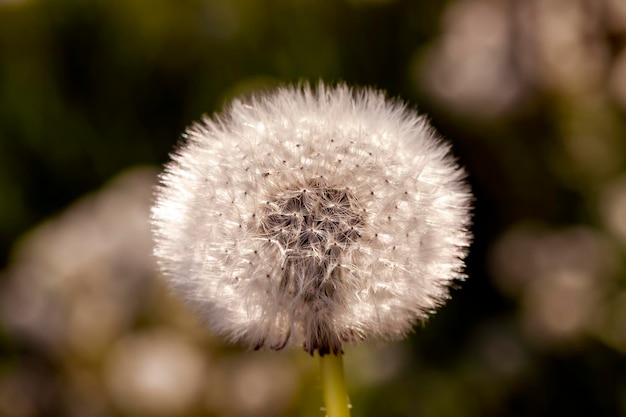 Belles fleurs blanches de pissenlit avec des graines