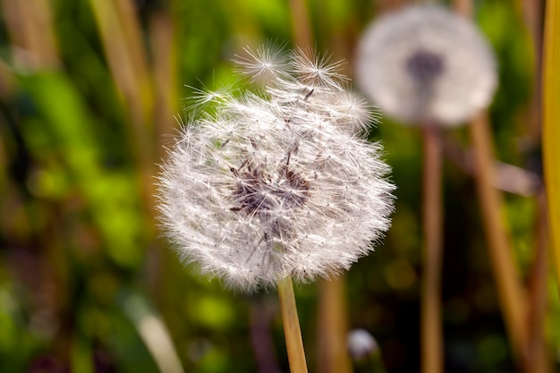 Belles fleurs blanches de pissenlit avec des graines