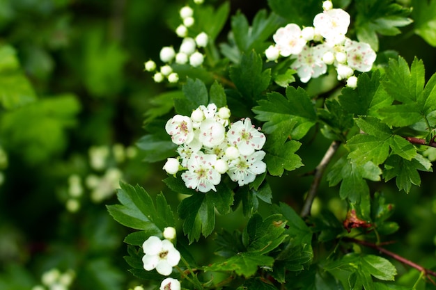 De belles fleurs blanches poussent dans un parc sur un arbre