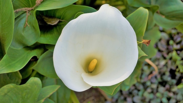 Belles fleurs blanches de Zantedeschia aethiopica également connu sous le nom de calla lily