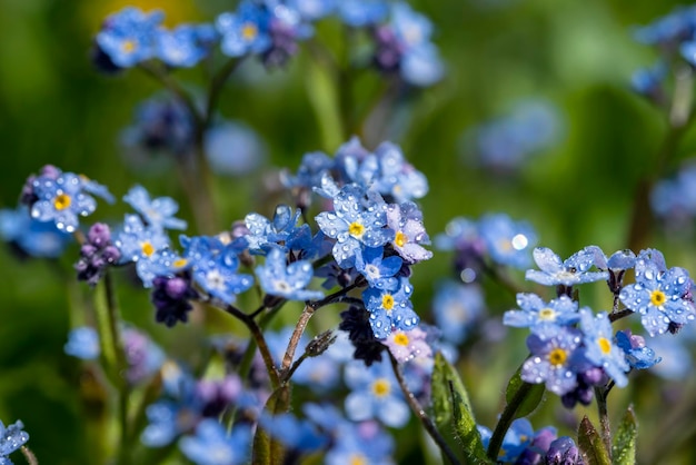 Belles fleurs bleues au printemps en gouttes d'eau