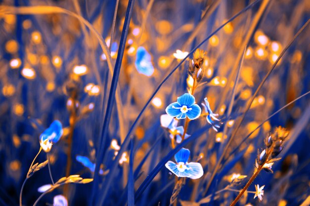 Photo de belles fleurs bleues en été sur le fond de l'herbe dans le jardin