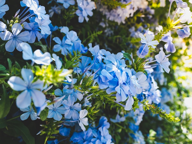 Belles fleurs bleues sur le fond le ciel bleu