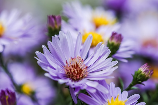 Belles fleurs bleues saphir mistaster dumosus dans le jardin d'automne