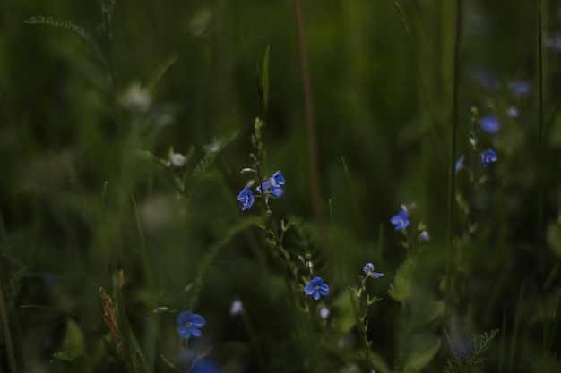 Belles fleurs bleues de veronica chamadris en été Fond floral