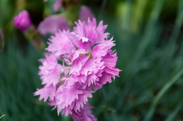 Belles fleurs de bleuets roses au printemps