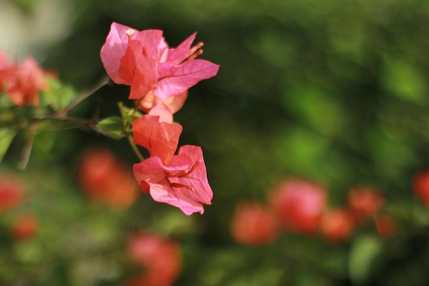 Belles fleurs de bougainvilliers rouges