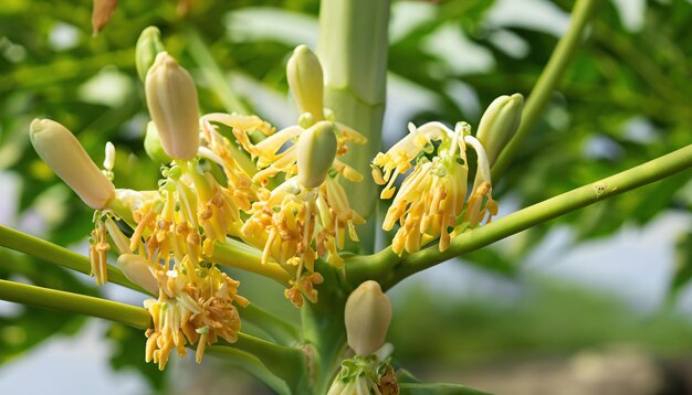 Photo belles fleurs et bourgeons de papaye