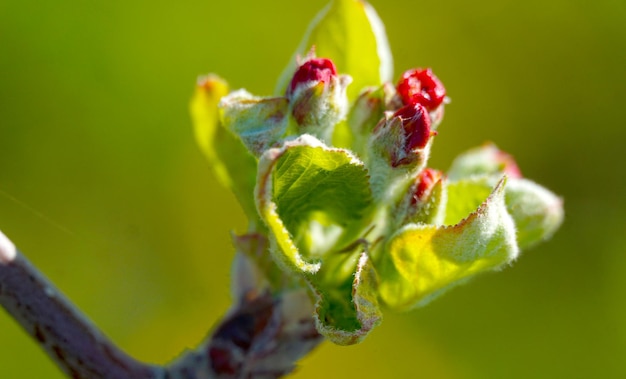 Photo de belles fleurs sur une branche d'un pommier contre le fond d'un jardin flou