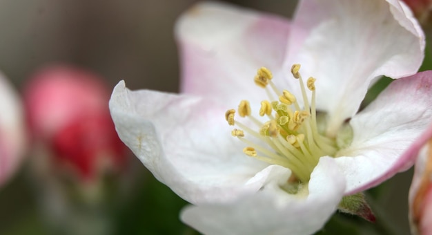 belles fleurs sur une branche d'un verger en fleurs de pommier au printemps et en avril début mai