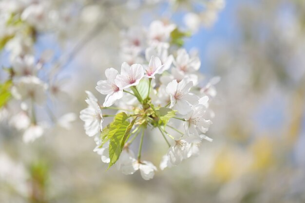 Belles fleurs sur une branche