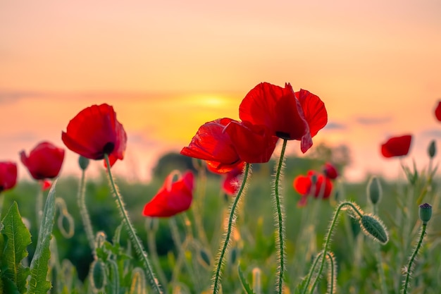 De belles fleurs brillantes de coquelicots rouges au coucher du soleil paysage floral