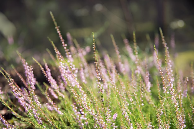 Belles fleurs de bruyère poussant dans la forêt