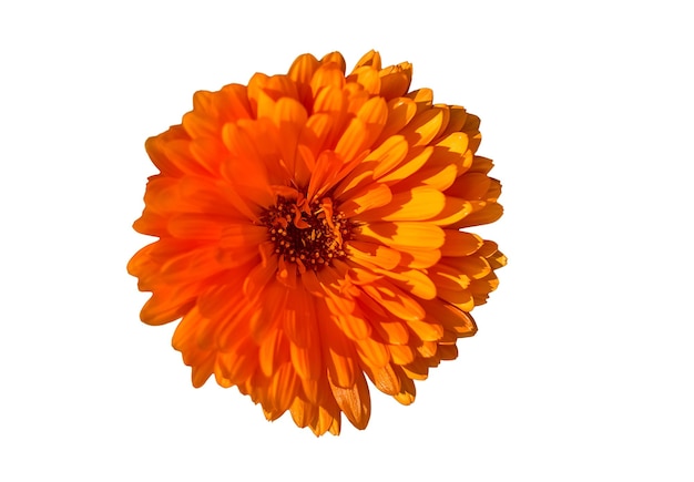 Belles fleurs de calendula isolés sur fond blanc souci