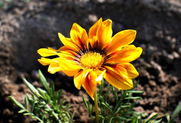 Belles fleurs de calendula jaune qui poussent dans le jardin de la maison verte Photo de nature d'été Jardinage à la maison Arrosage des fleurs