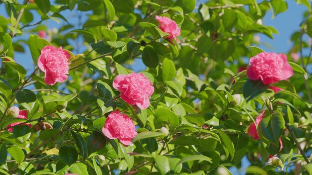 Photo de belles fleurs camélia rose ou camélia japonica fleurissant dans le jardin de près