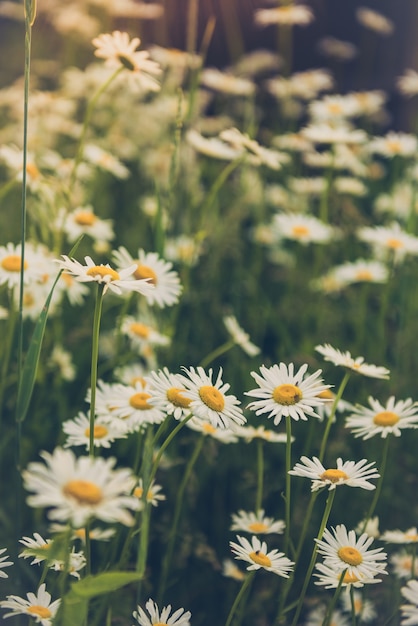 Belles fleurs de camomille dans le champ aux beaux jours, gros plan