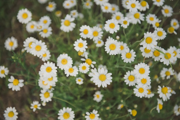 Photo belles fleurs de camomille à l'extérieur par beau temps. printemps