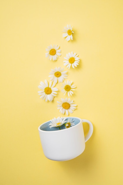 De belles fleurs de camomille s'envolent d'une tasse bleu-blanc sur fond jaune. Image vue de dessus