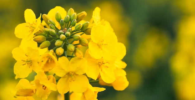 Belles fleurs de canola de printemps dans le pré