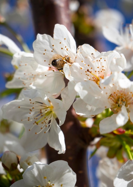 Belles fleurs de cerasus de cerisier au coucher du soleil