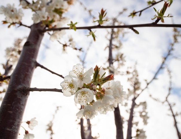 Belles fleurs de cerasus de cerisier