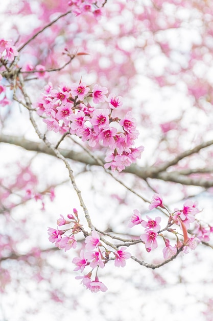 Belles fleurs de cerises sauvages de l'Himalaya Prunus cerasoides en fleurs roses à Phu Lom Lo Loei et Phitsanulok en Thaïlande