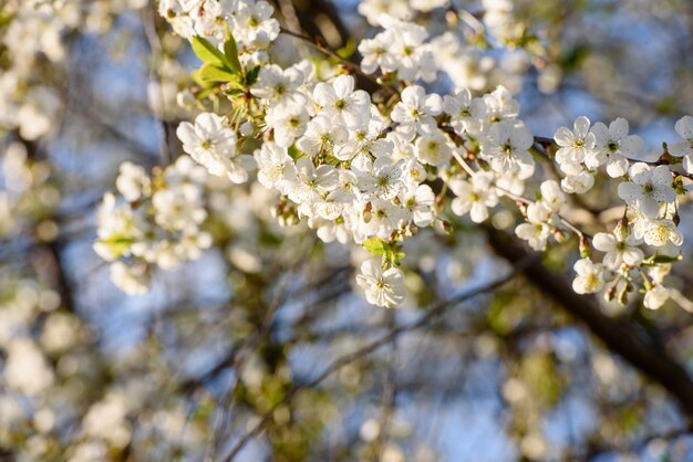 Belles fleurs de cerisier au printemps