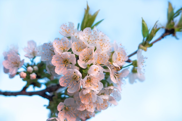De belles fleurs de cerisier blanches ont fleuri au printemps contre le ciel Fleurs parfumées d'arbres fruitiers