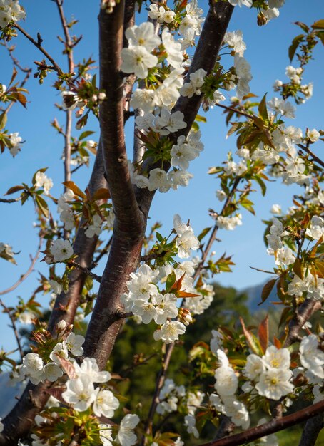 Belles fleurs de cerisier (cerasus)