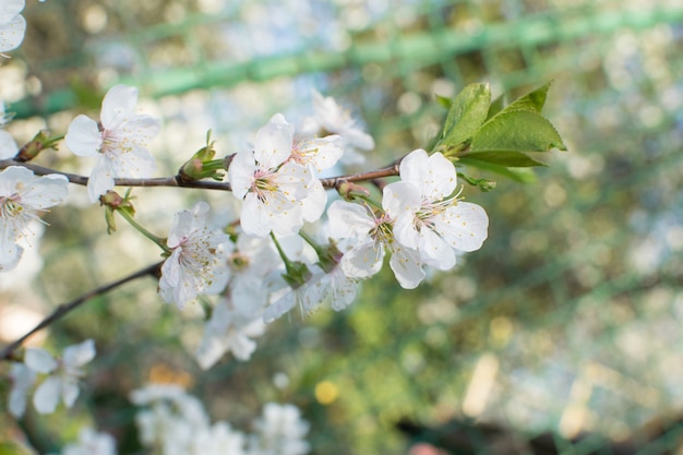 Belles fleurs de cerisier dans le jardin de printemps. Fleurs de fruits blancs dans le parc