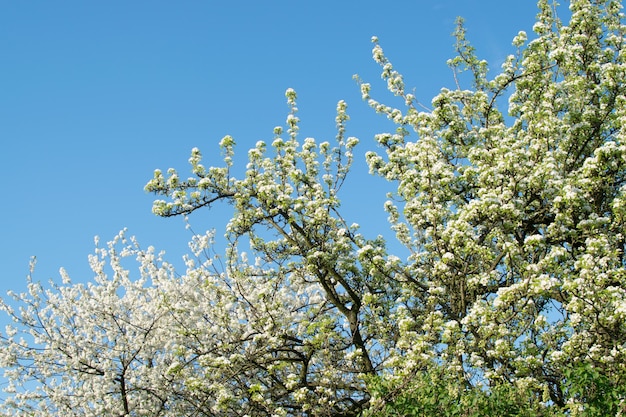 Belles fleurs de cerisier dans le jardin de printemps