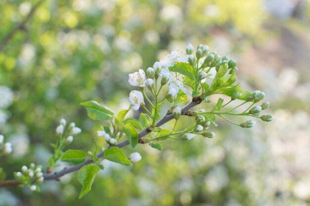 Belles fleurs de cerisier dans le jardin de printemps