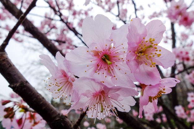 Belles fleurs de cerisier dans le parc