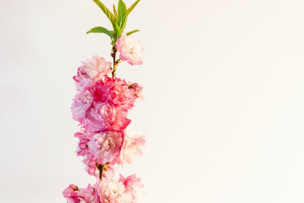 De belles fleurs de cerisier éclairées par le soleil