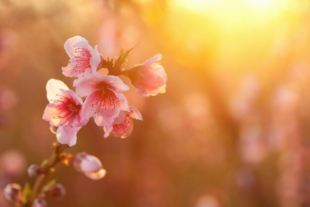 De belles fleurs de cerisier éclairées par le soleil