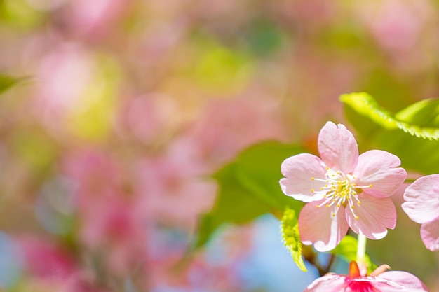Photo belles fleurs de cerisier japonais